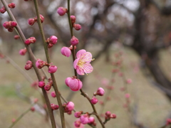 大阪城公園　梅園