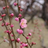 大阪城公園　梅園