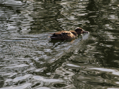 WILD LIFE
