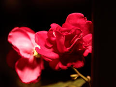 欲望の花