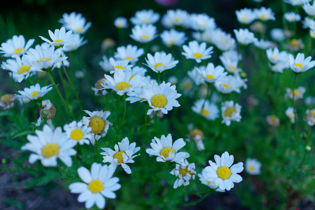 FLOWER's
