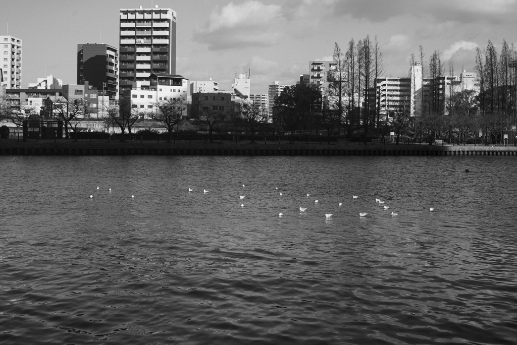 monochrome gull