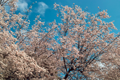 大阪城公園　早咲きの桜