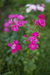 α7R on AF-S NIKKOR 58mm f/1.4G flower