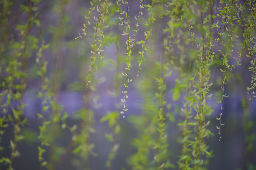 柳の花