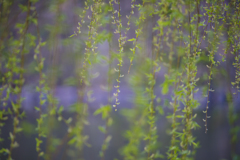 柳の花