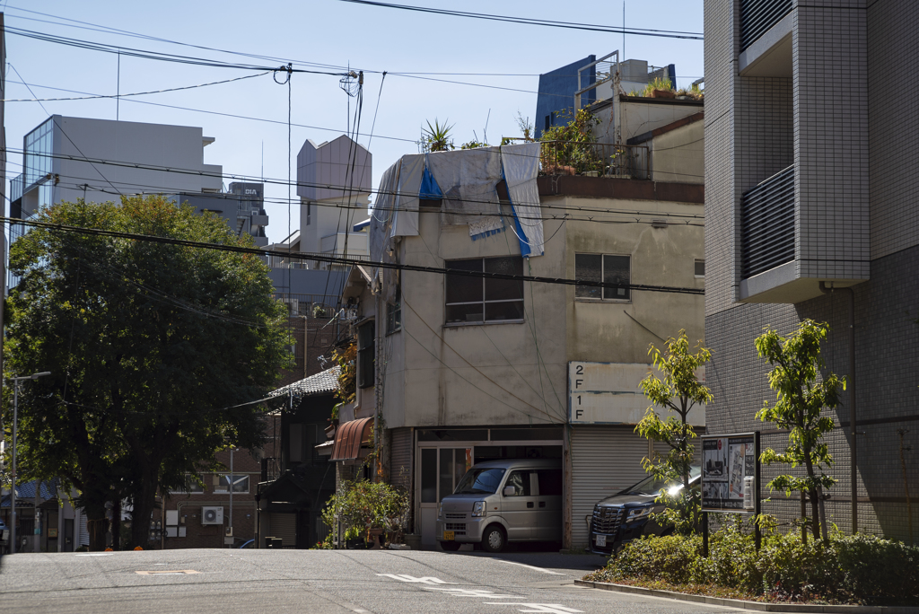 大楠のある風景