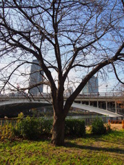 桜樹