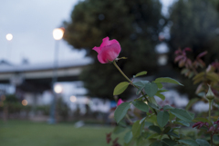 pink