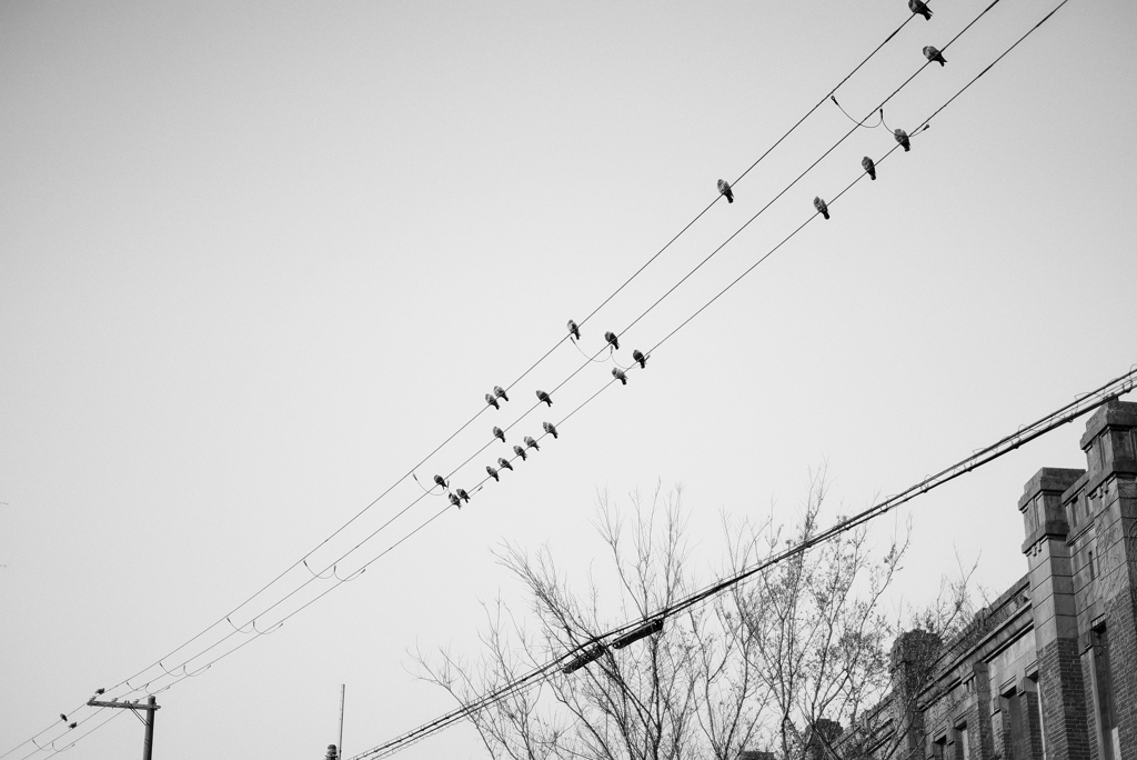monochrome morning