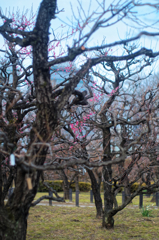 傲雪寒梅