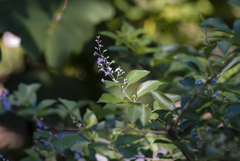 野の花