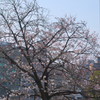 さやけき 20160331