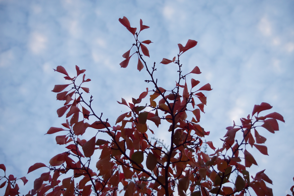 秋も色づく桜