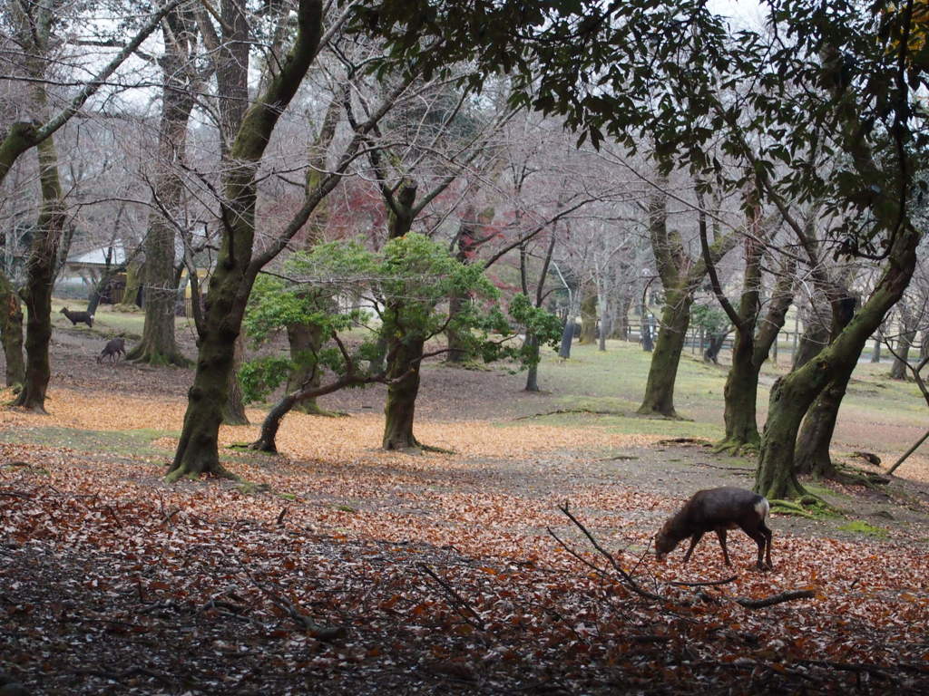 春日野