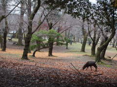 春日野