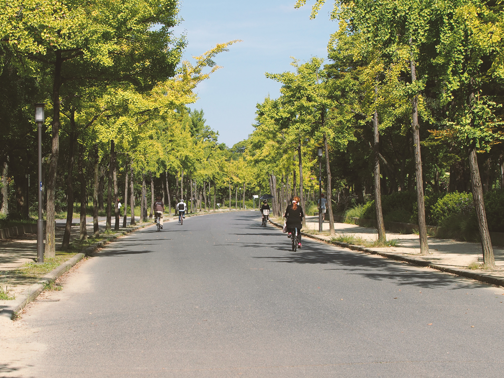 銀杏並木　大阪城公園