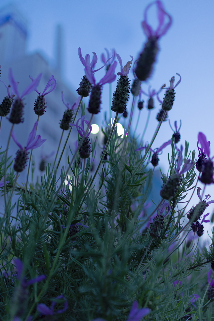 FLOWER's