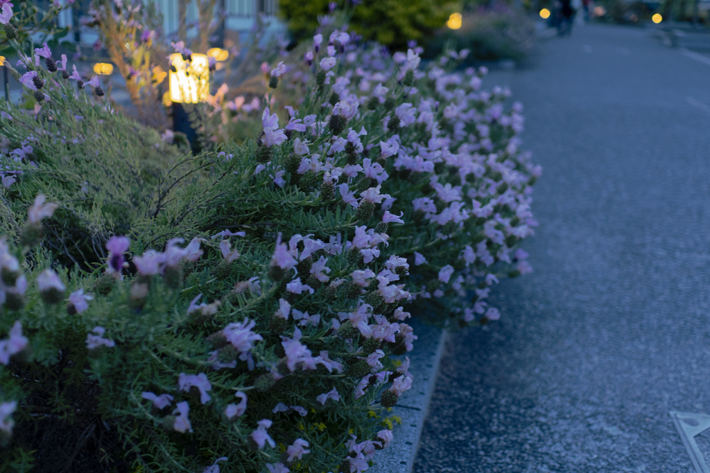 FLOWER's