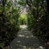 原始林の島
