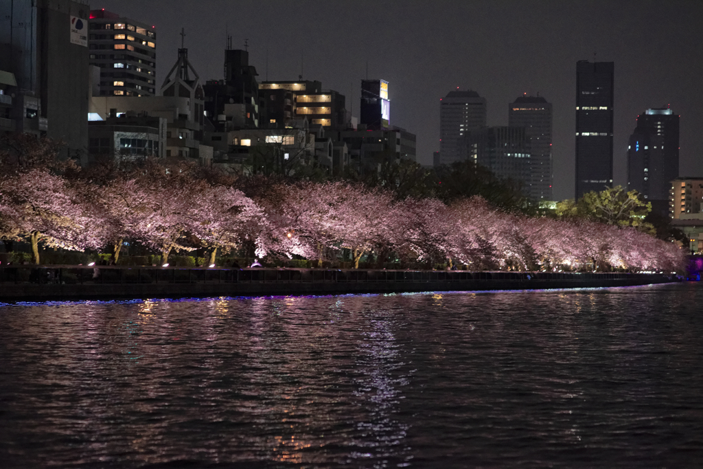水平夜桜並木