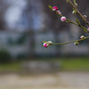 105mm / TAMRON 65A の正しい使い方..