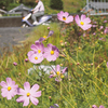 Life 花に囲まれ