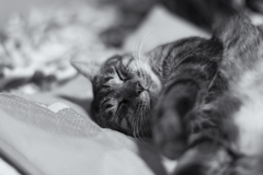 夢を見る猫