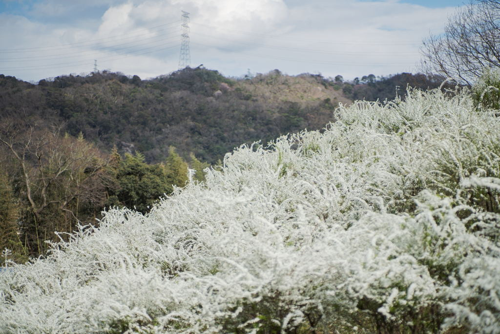 Spiraea composition