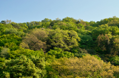 枚岡の山