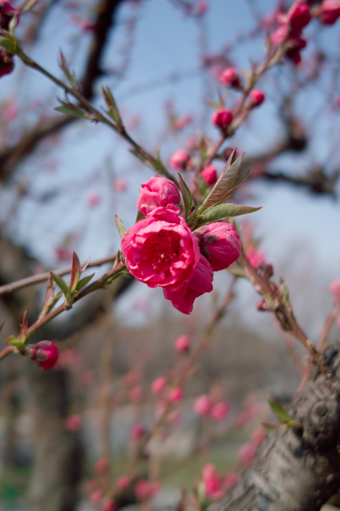 大阪城公園　桃園