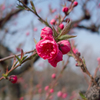 大阪城公園　桃園