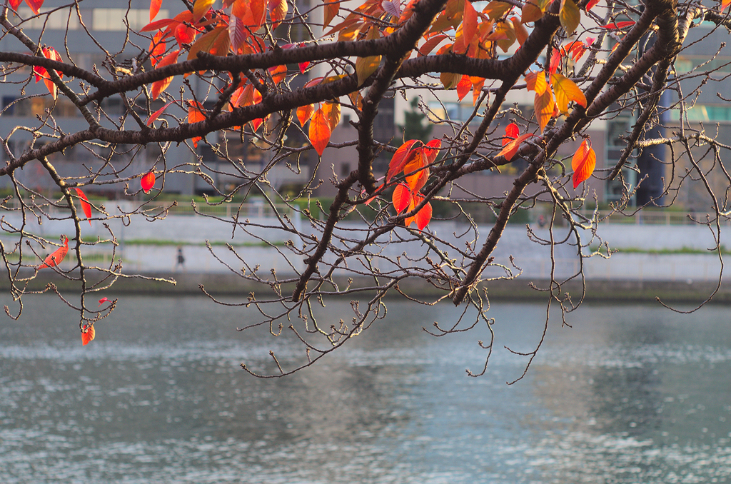 八軒家浜　向岸　天満橋