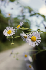 春花