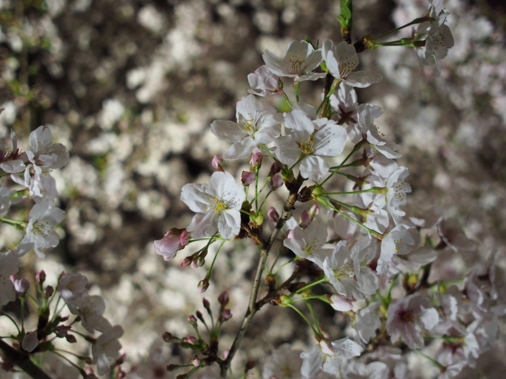 桜の宮