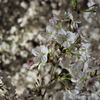 桜の宮