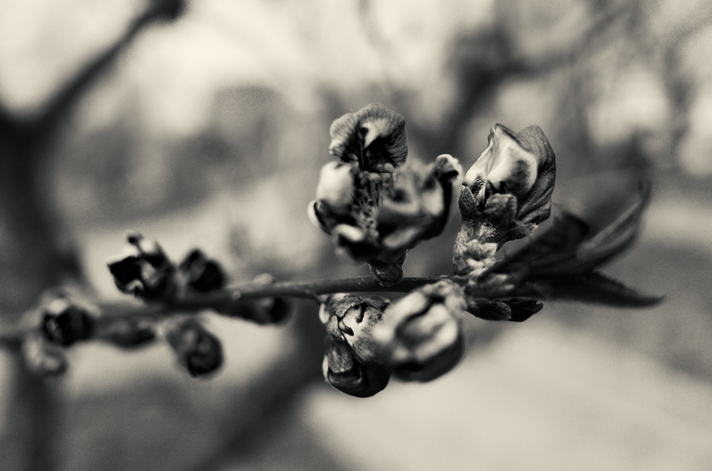 strong Peach flowers