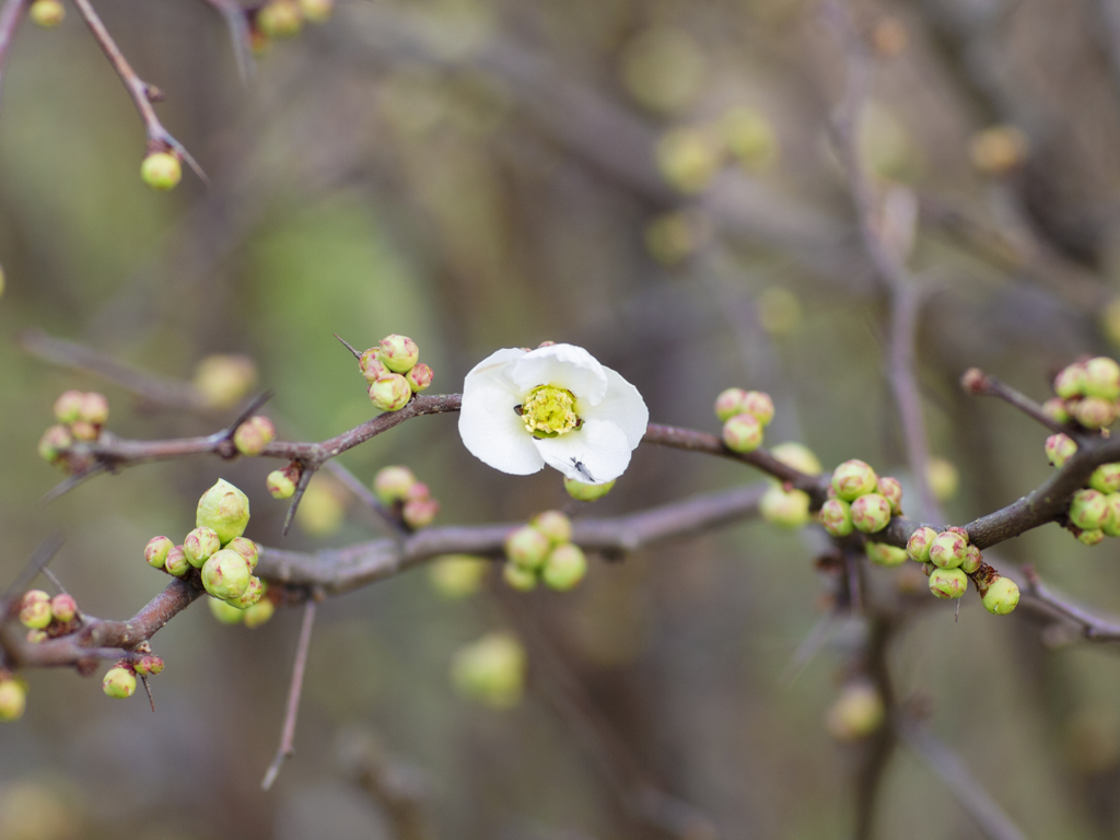 木瓜の花