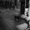 人間たちは浮かれすぎ！ B