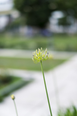 アガパンサスの蕾