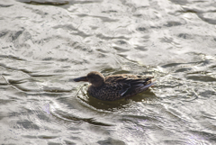 ハシビロガモ ♀