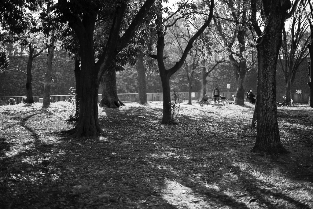 monochrome morning