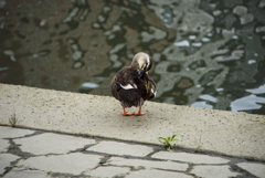 CENTRAL/PARK 1