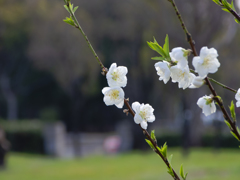 Wild White Passions