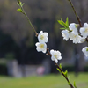 Wild White Passions