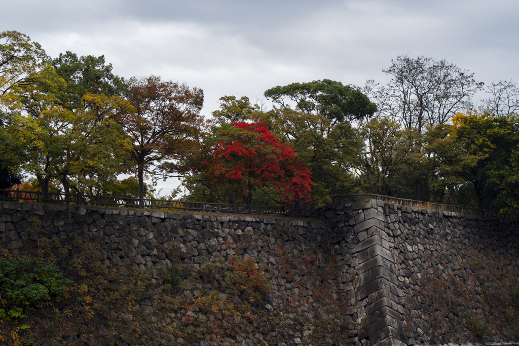 外堀の紅葉