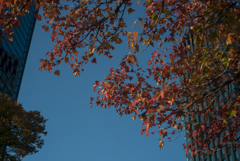 紅葉
