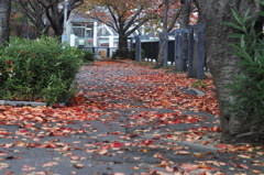 SDIM2358