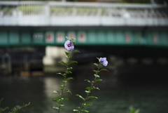 CENTRAL/PARK 2