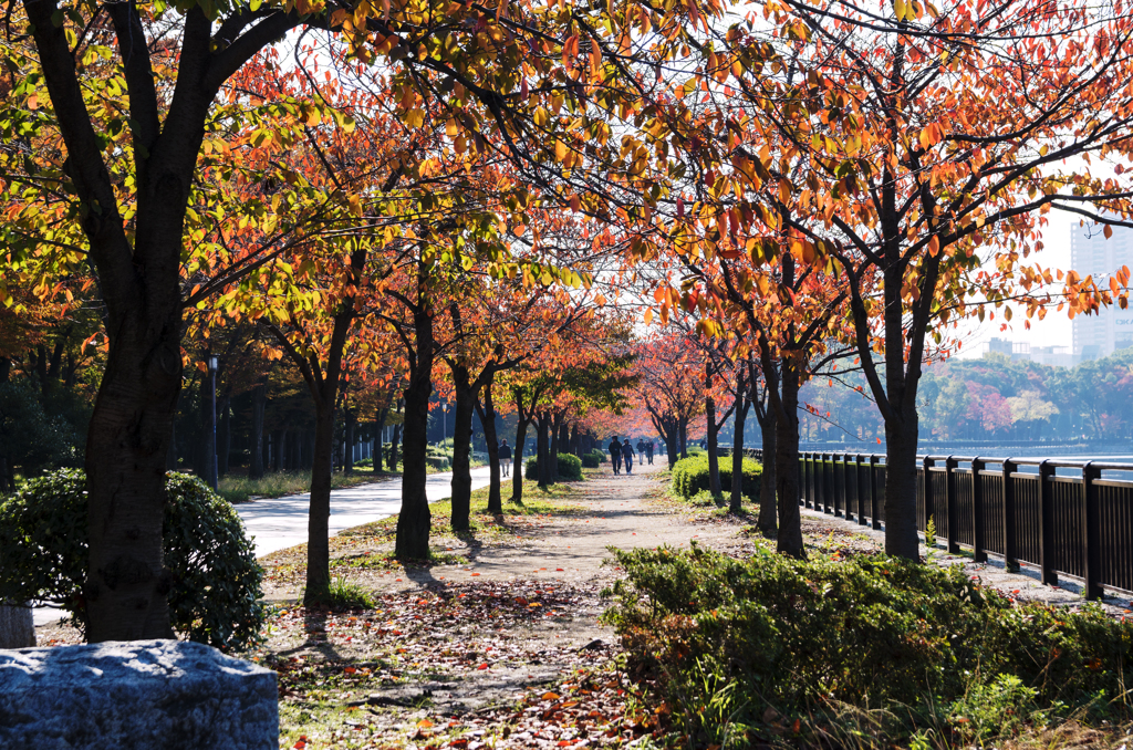 桜並木 秋の見頃